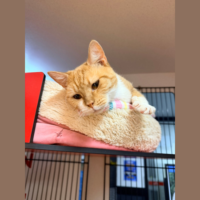 Photo of Vesper