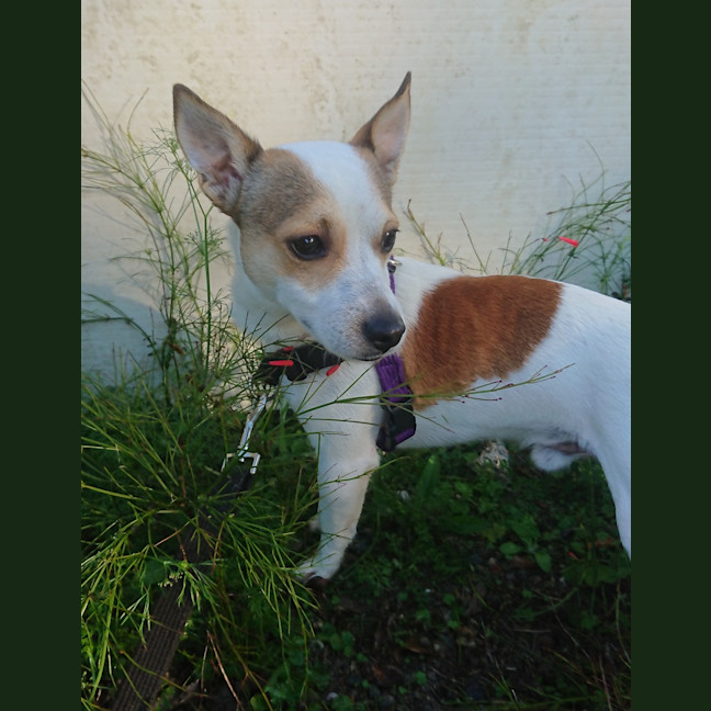 Photo of Benji