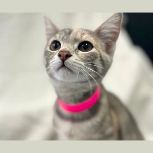 Photo of Mocha