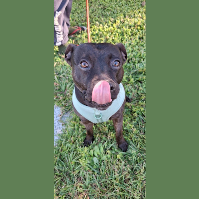Photo of Zeke *$350 Adoption Fee*