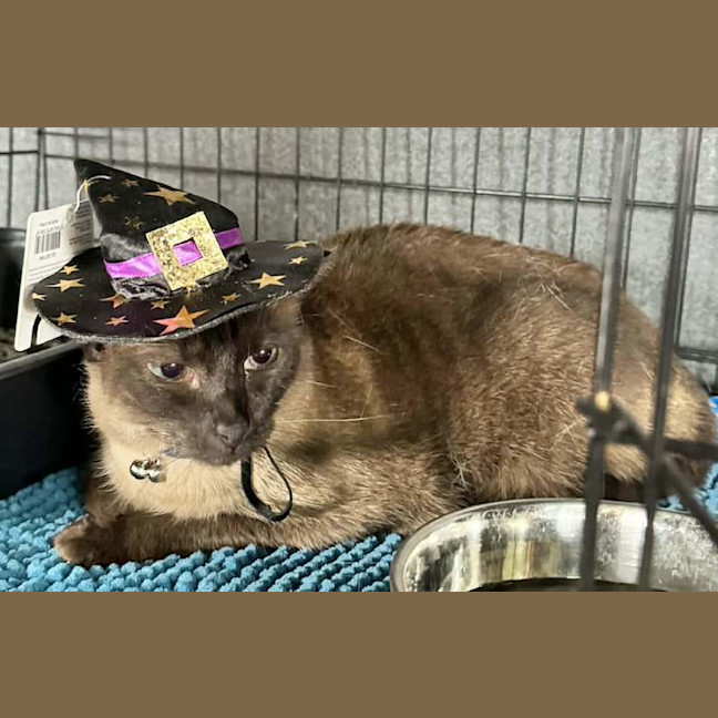 Photo of Nala