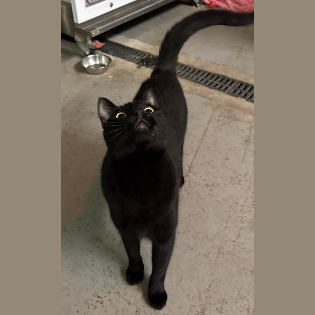 Photo of Taco