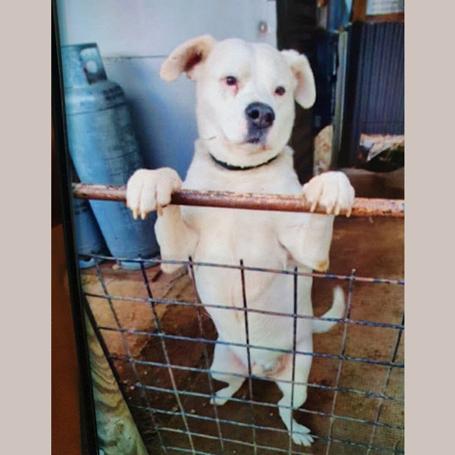 Photo of Tank