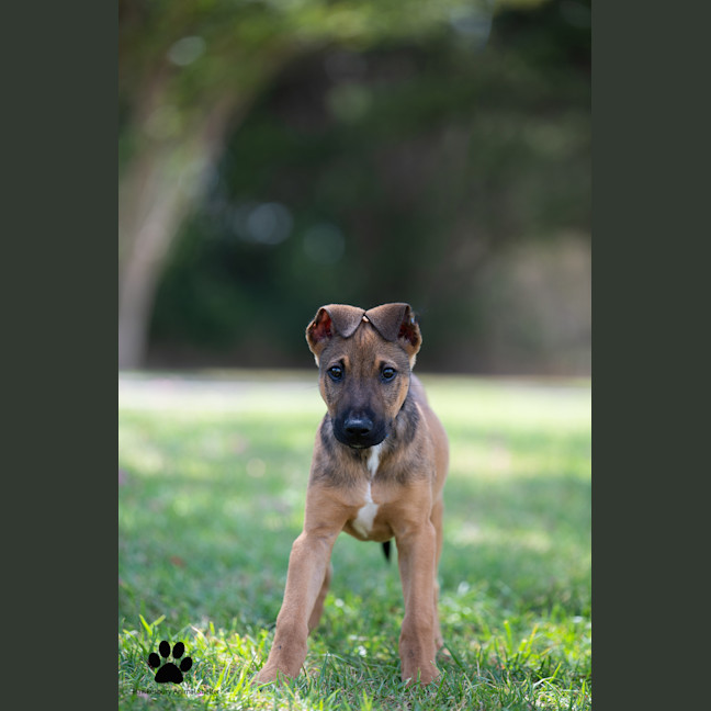 Photo of Ryder