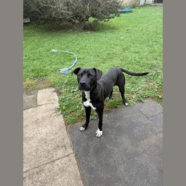 Photo of Stella