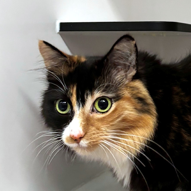 Photo of Callie Rsuk005242