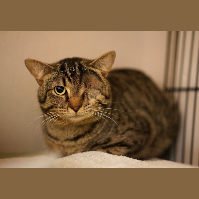 Photo of Dexter