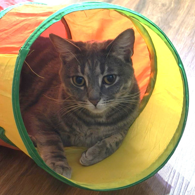 Photo of Goose