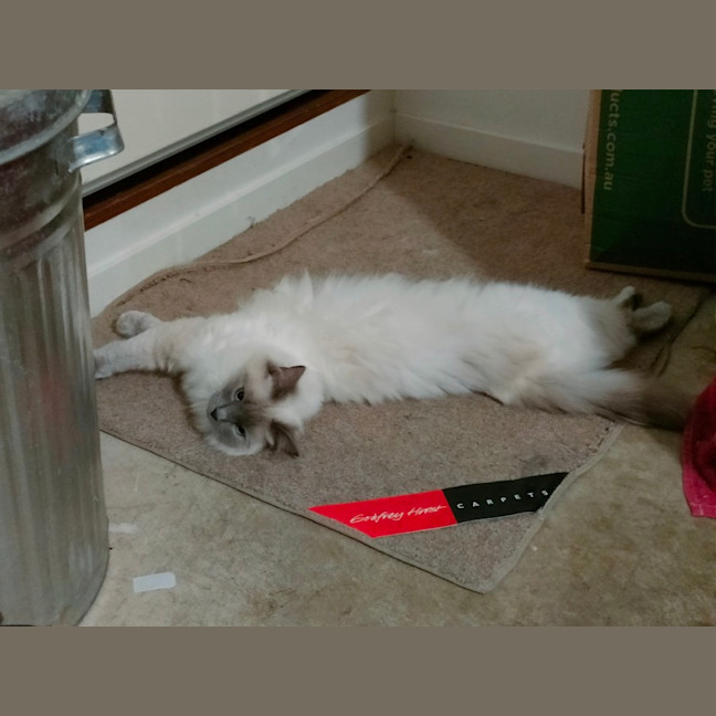 Photo of Sklya & Coco