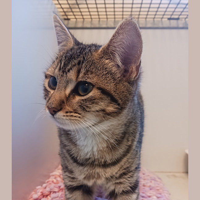 Photo of Scout