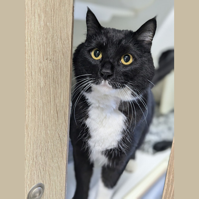 Photo of 🎈 Franklin 5629 🎈