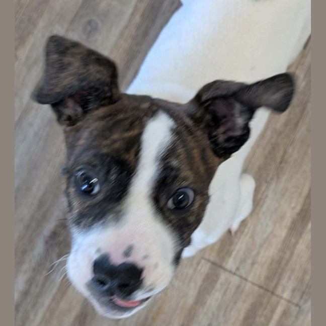 Photo of Buster