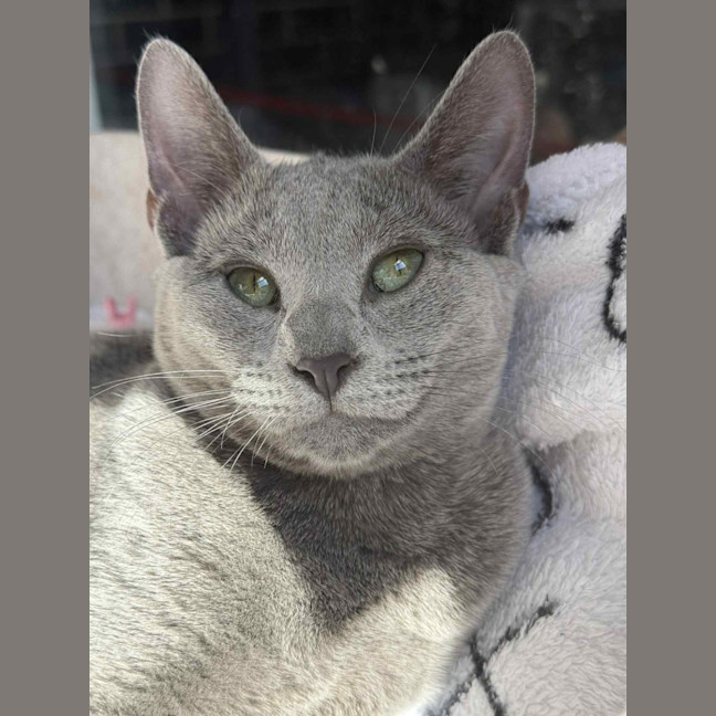 Photo of Skye 🦋🐈🐾