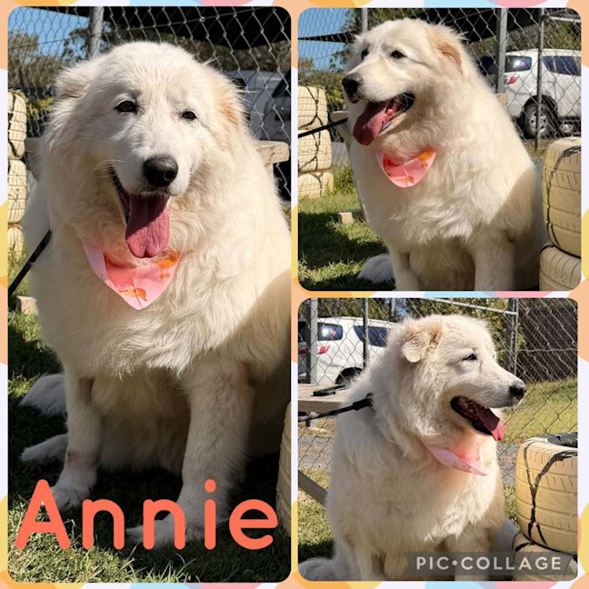 Photo of Annie