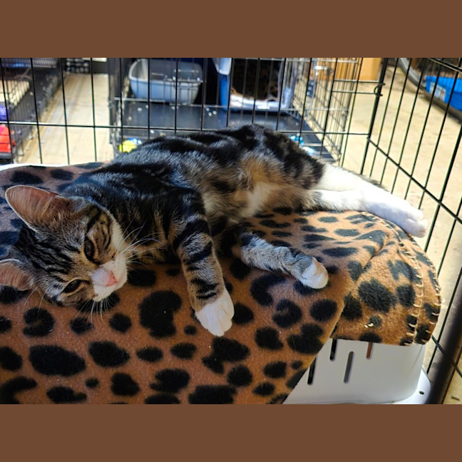 Photo of Lumey   Located In Templestowe