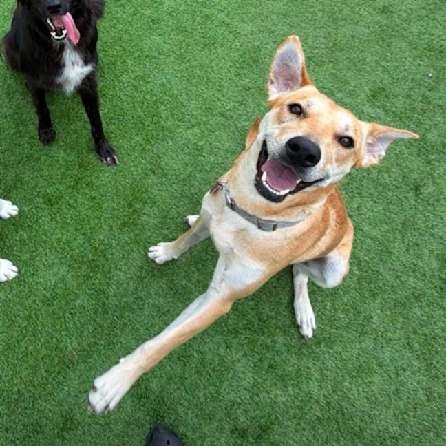 Photo of Kelly   15 Month Old Ridgeback X