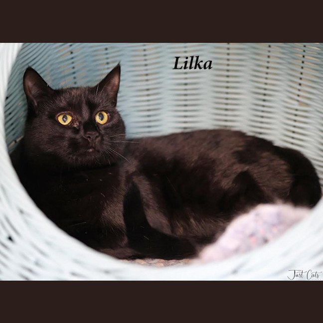 Photo of Lilka   Burnie