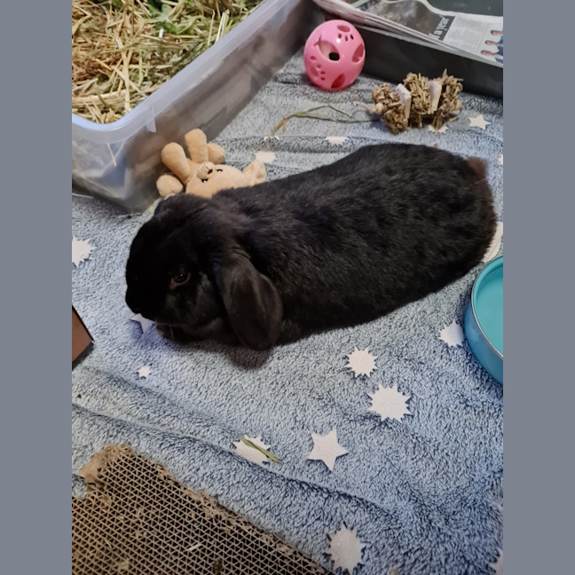 Photo of Bunbun Vinny