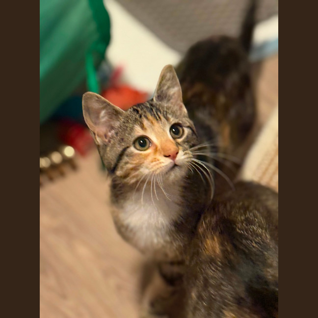 Photo of Cleo