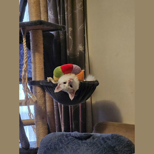 Photo of Thistle