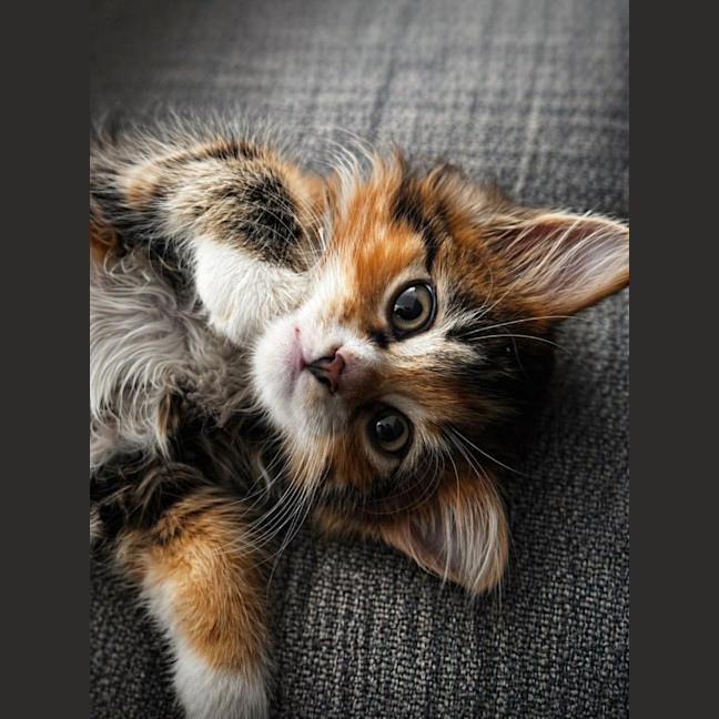 Photo of Pretzel 🥨