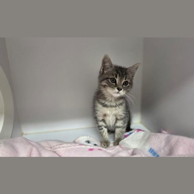Photo of Stormy