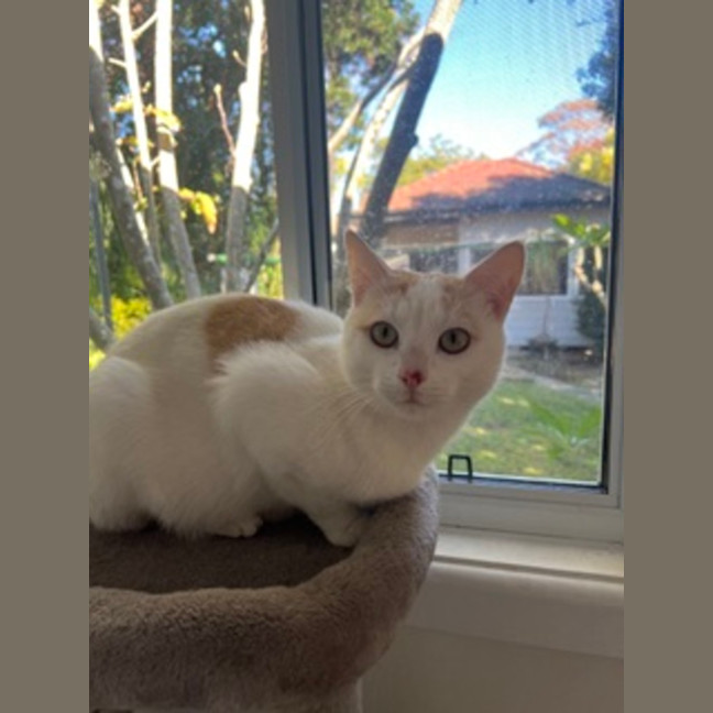 Photo of Snowy