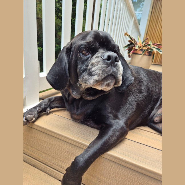 Photo of Paco   4 Year Old Puggle 