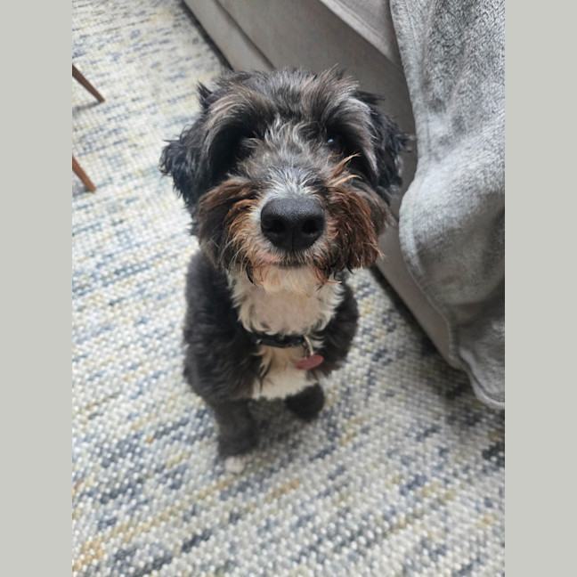 Photo of Dex