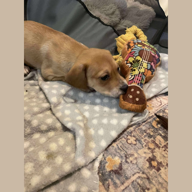 Photo of Mika