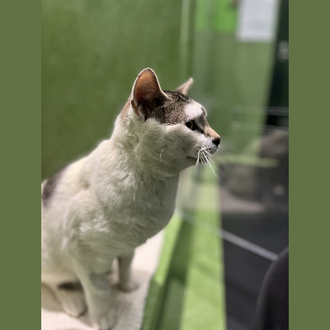Photo of Barney