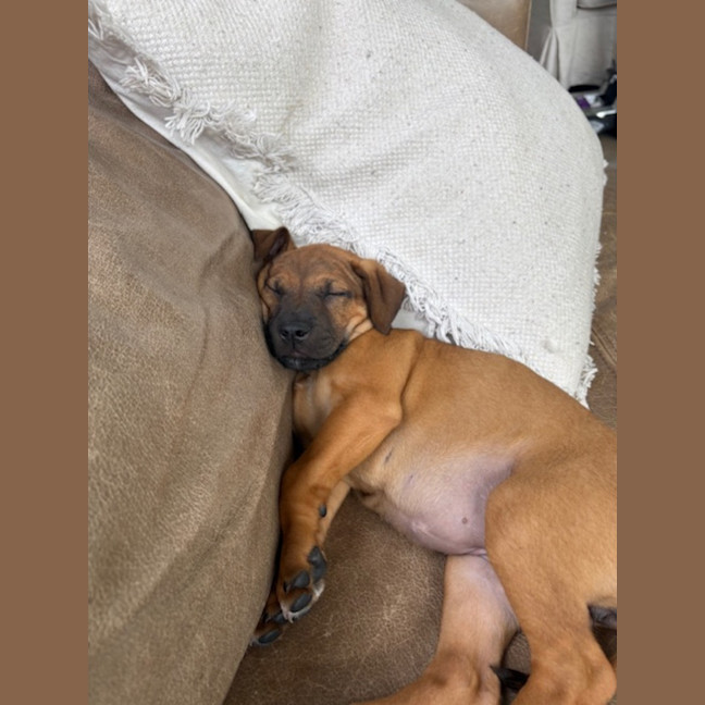 Photo of Fig   8 Week Old Cattle Dog X Staffy