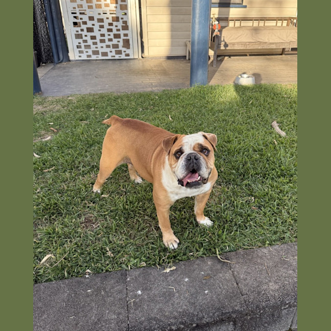 Photo of Iggy And Lou Lou