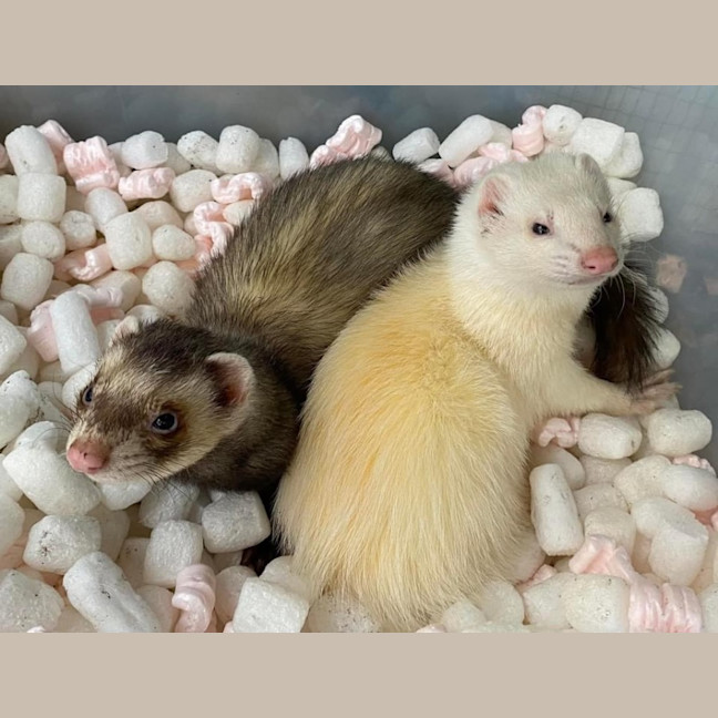 Photo of Wylie & Snot