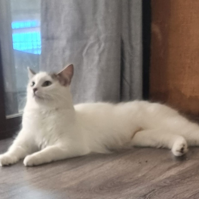 Photo of Lilly