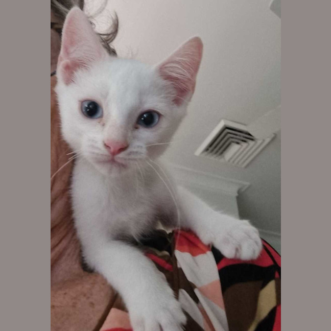 Photo of Frosty