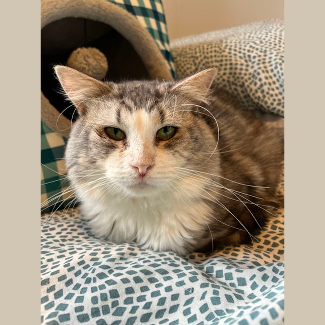 Photo of Harvey * 9 Lives Project Rescue*