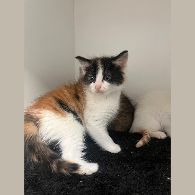 Photo of Biscuit