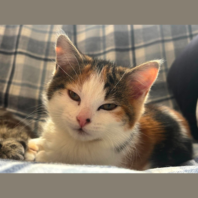 Photo of Brunhilde