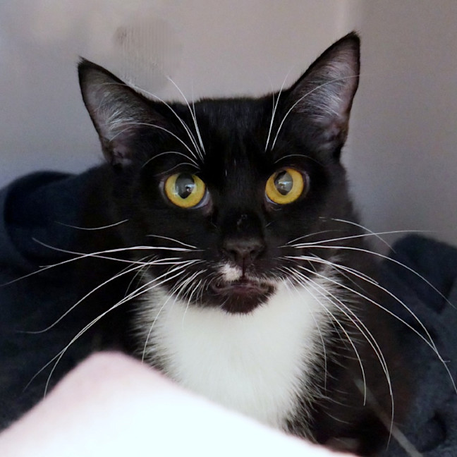 Photo of Cherry Sta014311