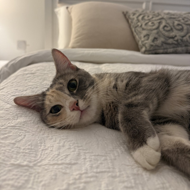 Photo of Lady