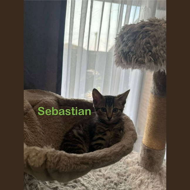 Photo of Sebastian