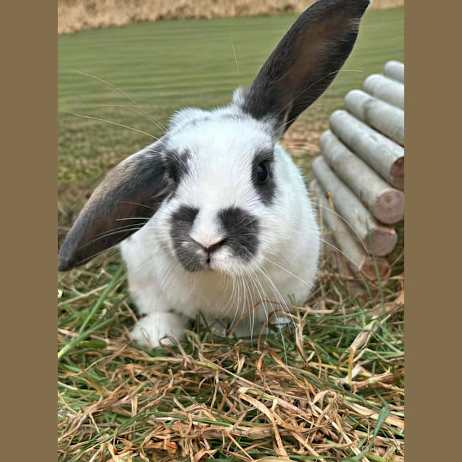 Photo of Petunia