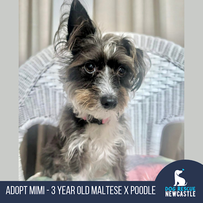 Photo of Mimi   3 Year Old Maltese X Poodle