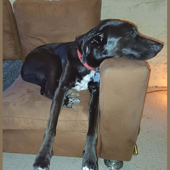 Photo of Kora