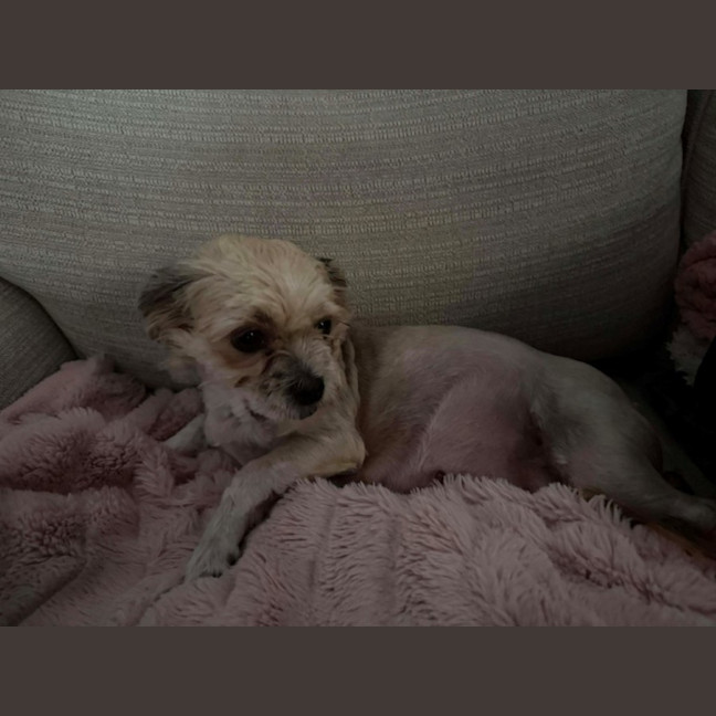 Photo of Maggie   3 Year Old Maltese X Shih Tzu