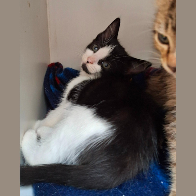 Photo of Oslo Junior (9953)