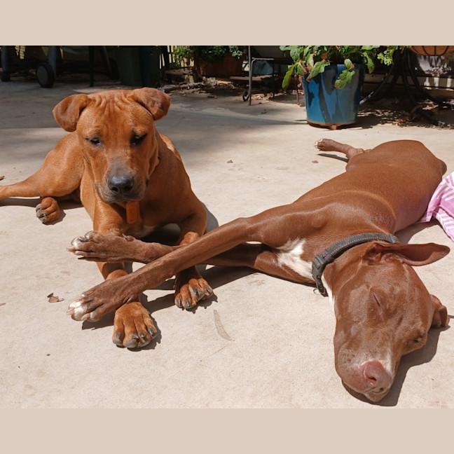 Photo of Roadie & Rusty