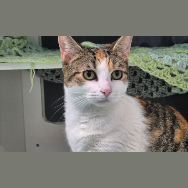 Photo of Cece