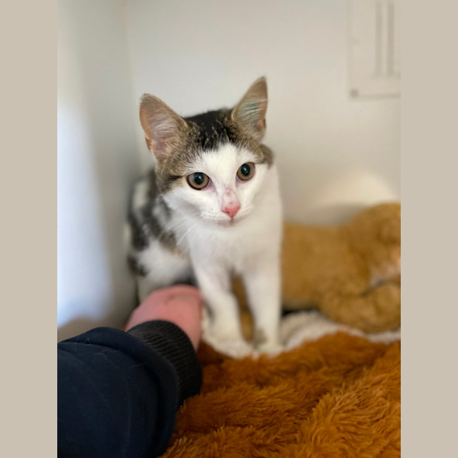 Photo of 🎠 Niffler 5926 🎠